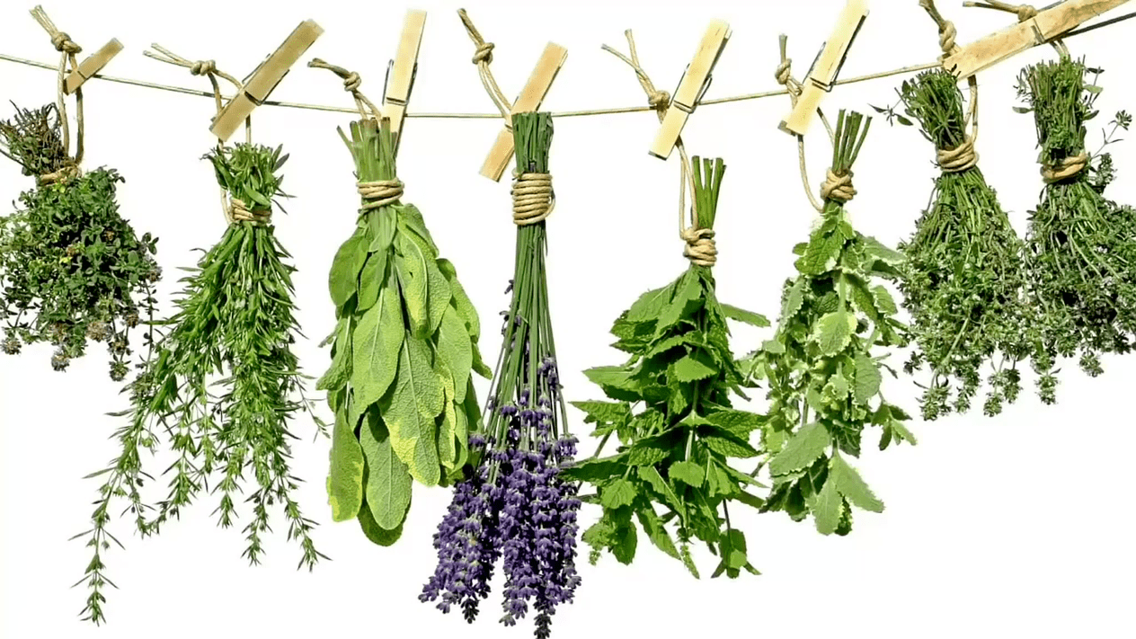 popular herbs in the treatment of prostatitis